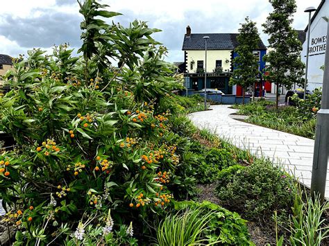 Orange Ball Tree Strule Arts Centre Kenneth Allen Cc By Sa