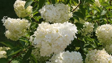 13 Beginner-Friendly Hydrangea Varieties