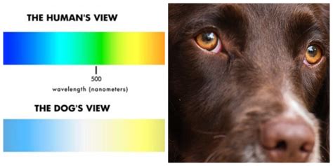 Do Dogs See Color Or Black And White