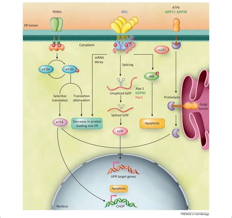 IRE1 ER Stress Sensor And Cell Fate Executor Trends In Cell Biology