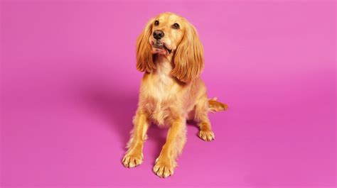 Why do dogs drag their butts on the ground? | Pooch & Mutt