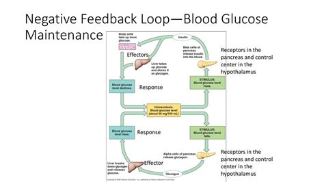 20+ Glucose Homeostasis Negative Feedback Loop – Home