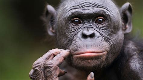 Top 30 Smartest Animals in the World | HowStuffWorks