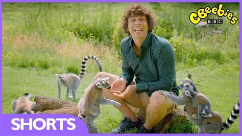 Cbeebies Andys Baby Animals Baby Lemurs Catch A Ride Youtube