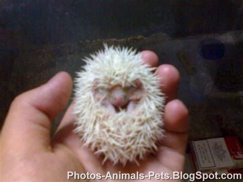 Photo cute pet Porcupine | Photos-Animals-Pets.BlogSpot.com