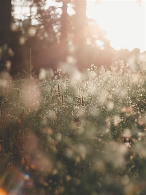 The Art of Fragrance: Exploring the Most Loved Perfume Ingredients