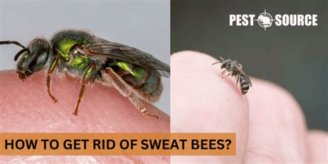 How to Get Rid of Sweat Bees? - Pest Source