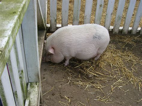 pot belly pig cost howmuchisitorg