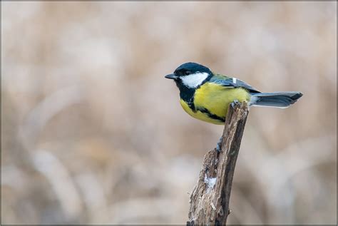 Dsc A Parus Major Viktor Honti Flickr