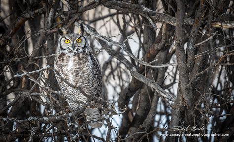 Alberta Wildlife Photography by Robert Berdan - The Canadian Nature Photographer