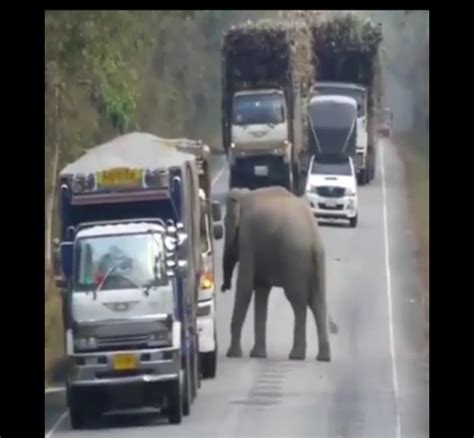 Elephant Stops Passing Trucks To Steal Bundles Of Sugar Cane In Thailand (Video)