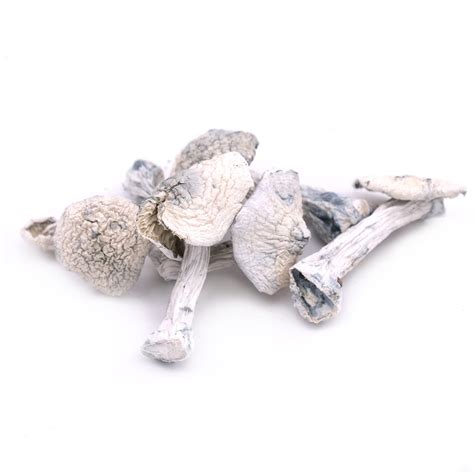 Buy Leucistic Jedi Mind Fuck Magic Mushrooms Online In Canada The Green Ace