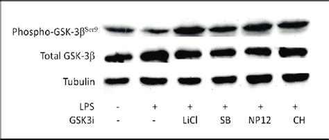 Inhibition Of Gsk 3 Increased Phosphorylation Of Gsk3β Ser9 In Bv 2