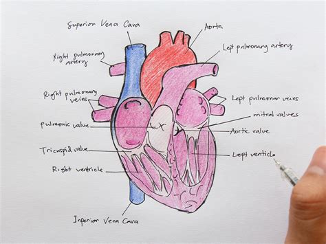 How To Draw Internal Structure Of Human Heart Easy Version Biology