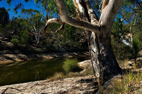 Wimmera River Horseshoe Bend Dimboola