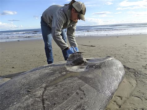 Rare 7-foot sea creature hoodwinker sunfish washes ashore in Southern ...