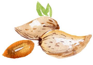 Almond Watercolor Vector Images (over 310)