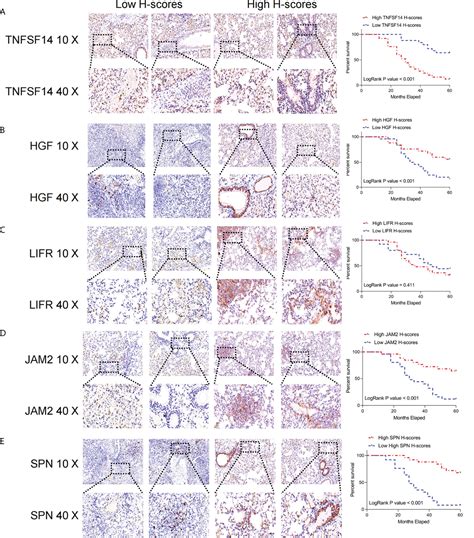 Frontiers Development And Validation Of A Novel Fibroblast Scoring