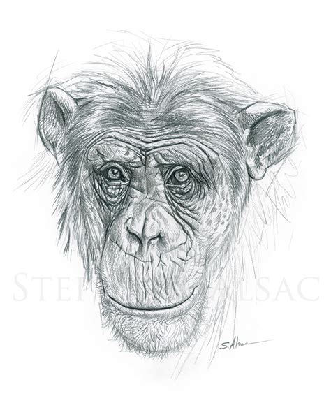 Chimpanzee Study Drawing By Stephan Alsac French Wildlife Artist