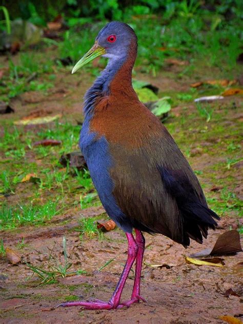 O Que Significa Saracura - saracura-do-mato (Aramides saracura) | WikiAves - A Enciclopédia das ...