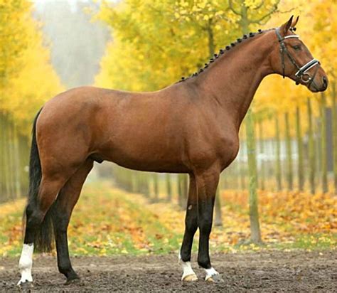 Hanoverian Sport Horse Stallion First Ampere