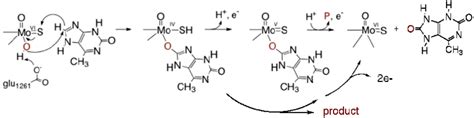 The reaction mechanism of xanthine oxidase. The reaction is initiated... | Download Scientific ...