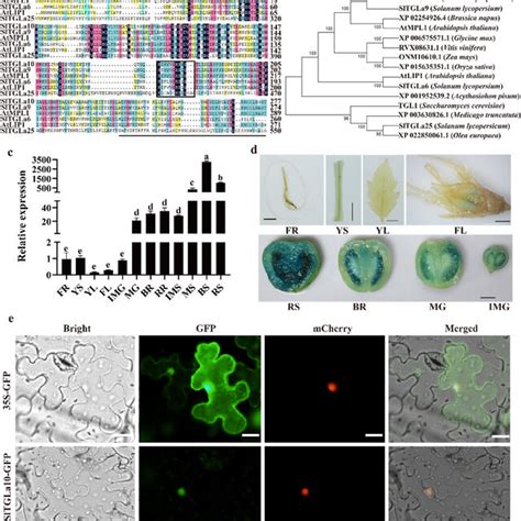 Phylogeny Expression Patterns And Subcellular Localization Of