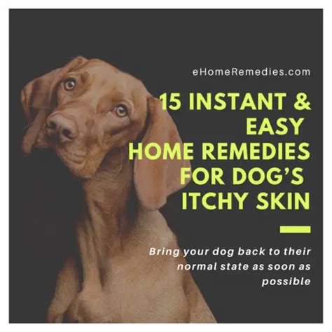 15 Home Remedies For Dog’s Itchy Skin / How To Soothe Dog Itchy Skin