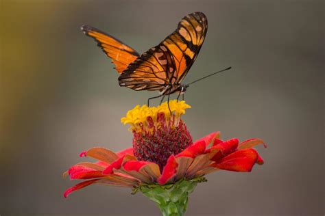 Monarch butterfly on flower 1231084 Stock Photo at Vecteezy