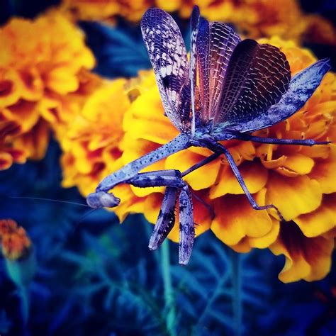 Praying Mantis Photograph By Cynthia Devore Fine Art America