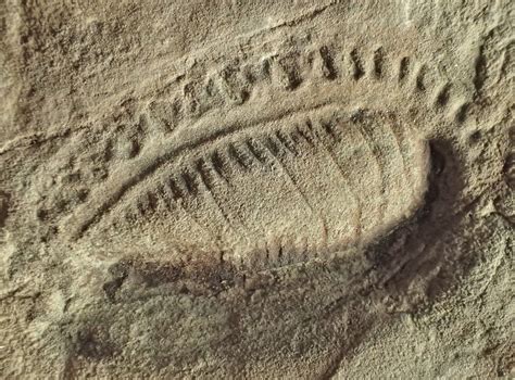 Kimberella quadrata - Vendian (Ediacaran) Fossi | Fossils ...