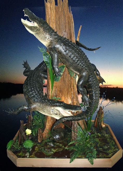 Taxidermy Alligator Full Body Mounts