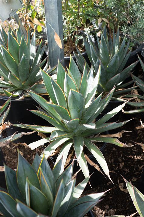 Agave Blue Glow — GDNC Nursery