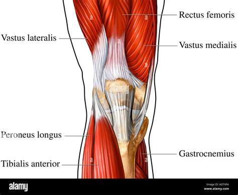 Knee de - lerydashboard