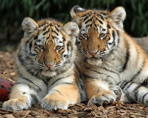 Amur Tiger Cubs By Paul Bugbee Tumbex