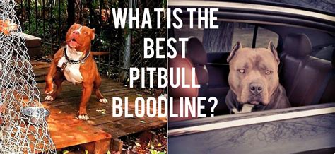 Best Pitbull Bloodlines | Different Types Of Red & Blue nose Pitbulls