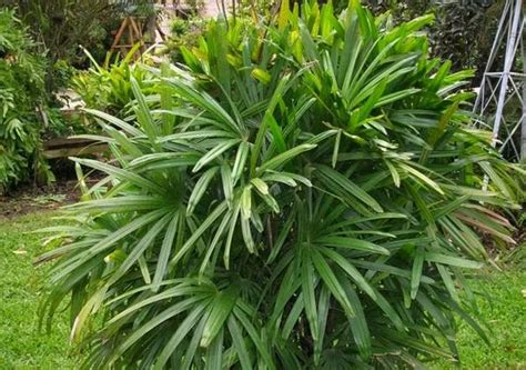 macam  jenis jenis palem rumpun  eksklusif niadinet