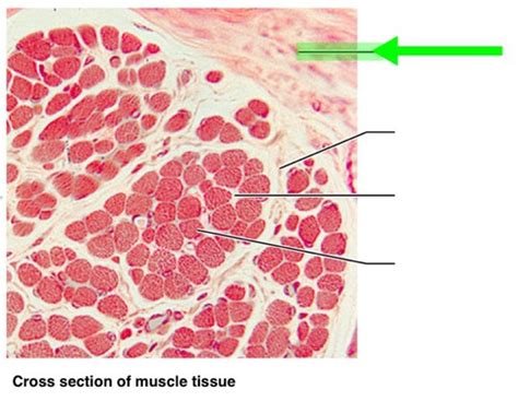 Connective Tissue Sheath Histology Of Neuromuscular Junction Flashcards