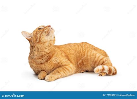 Orange Tabby Cat Lying On White Up Stock Image Image Of Relaxed