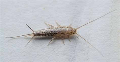 Identifying Silverfish | Hulett Environmental Services