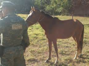 Cavalo Em Situa O De Maus Tratos Resgatado Em Uberl Ndia Tri Ngulo