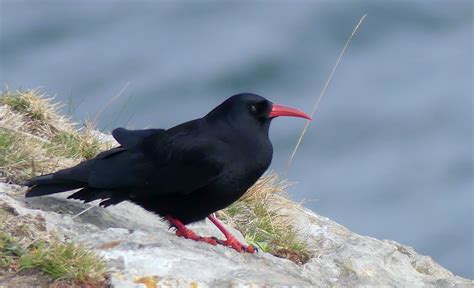 Great Start To The New Year In North Wales For Birdwatching Trips