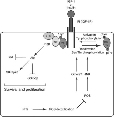 Schematic representation of Nrf2 action in the injured liver. Nrf2 ...