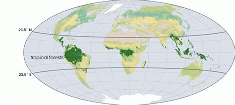 Rainforest Climate - Tropical Evergreen Climate | PMF IAS