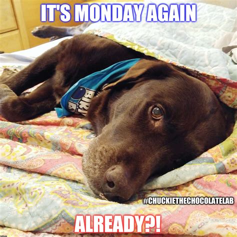 funny animal meme monday 7