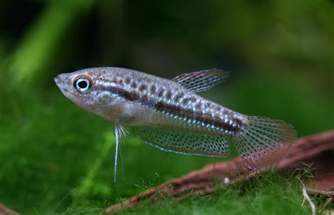 Sparkling Gourami - Who Gives A Fish