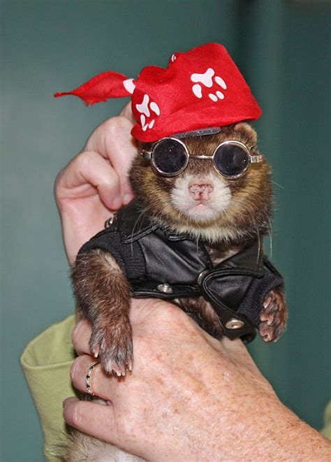 21 best images about Ferret Costumes on Pinterest | Animals, Halloween ...