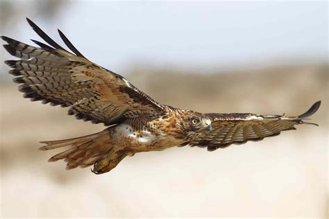 Magnificent Types Of Hawks And Where To Find Them