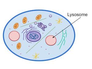 What do lysosome do