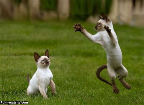 Funny Cat Jumping 11 Cool Hd Wallpaper - Funnypicture.org